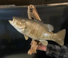 Large Mouth Bass Mounted