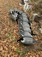 Goose Decoys