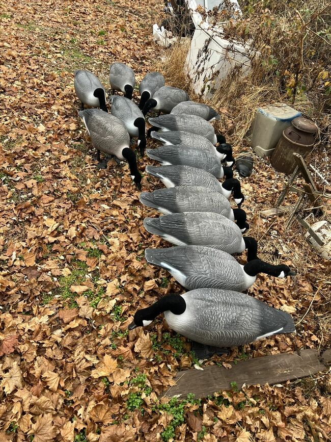 Goose Decoys