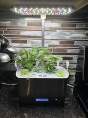 Indoor Herb garden