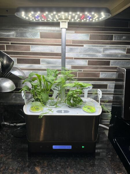 Indoor Herb garden