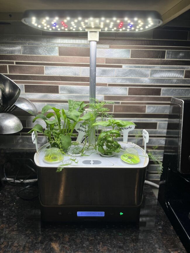 Indoor Herb garden