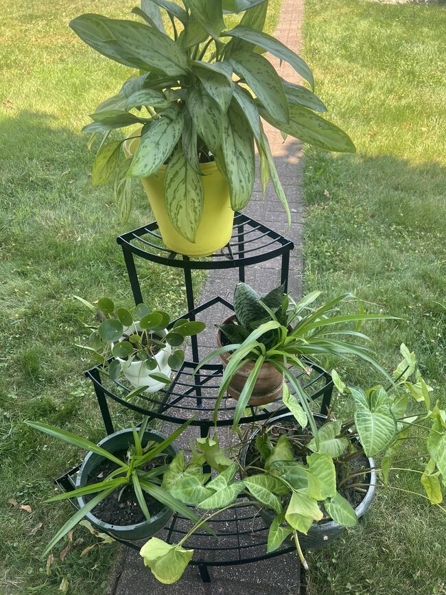 Nice Metal Rack With Beautiful Five Plants