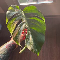 Monstera Albo Cutting
