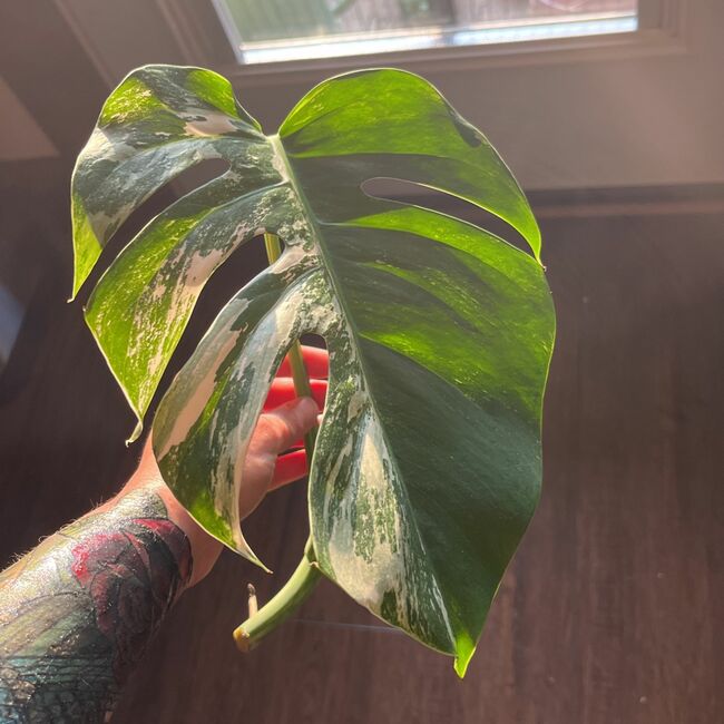 Monstera Albo Cutting